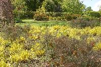  Interesting combination of Bronze Fennel and Hakonechloa at Wisley 