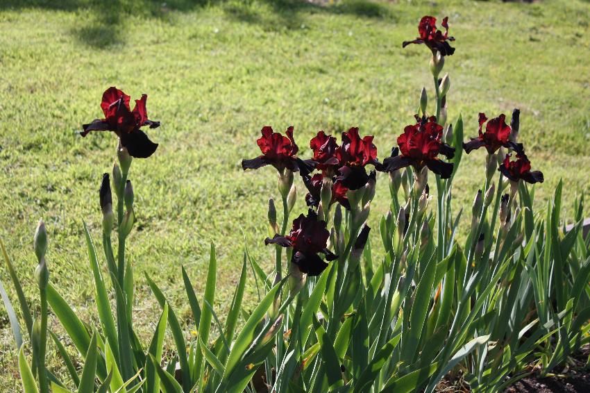  Iris 'Cranapple' 