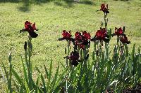  Iris 'Cranapple' 