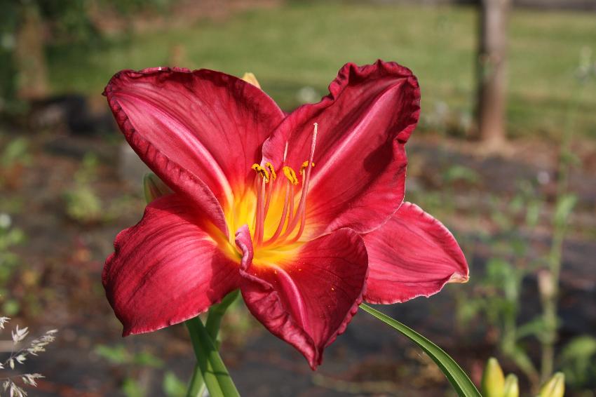  Hemerocallis 'Charles Johnston' 