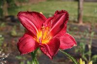  Hemerocallis 'Charles Johnston' 