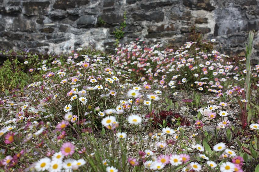  Erigeron karvinskianus, Aberglasney 