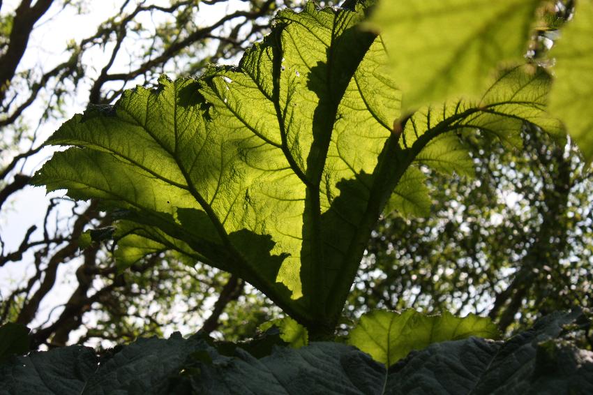  Gunnera, Aulden 