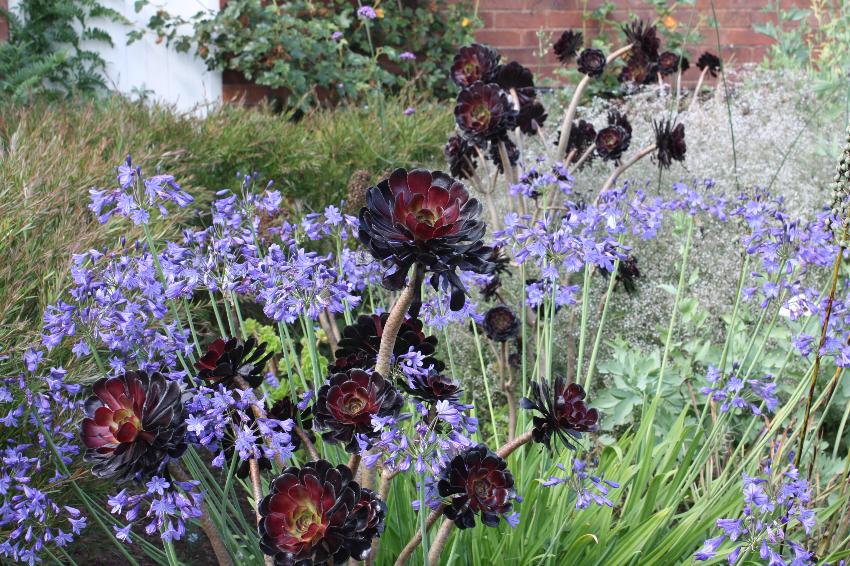  Attractive combination of Agapanthus and Aeonium at The Bannut 