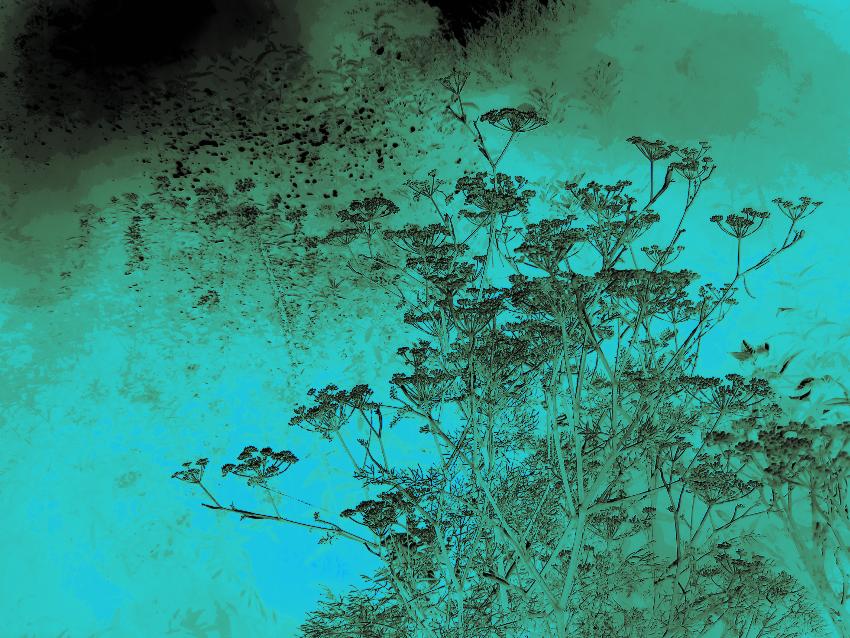  Bronze Fennel in the mist, Aulden 