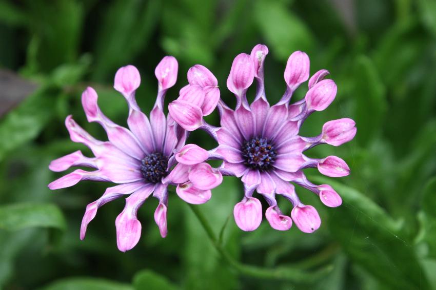  Osteosperumum, Powis Castle 
