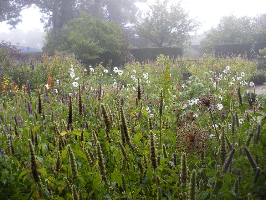  Agastache, Harlow Carr 