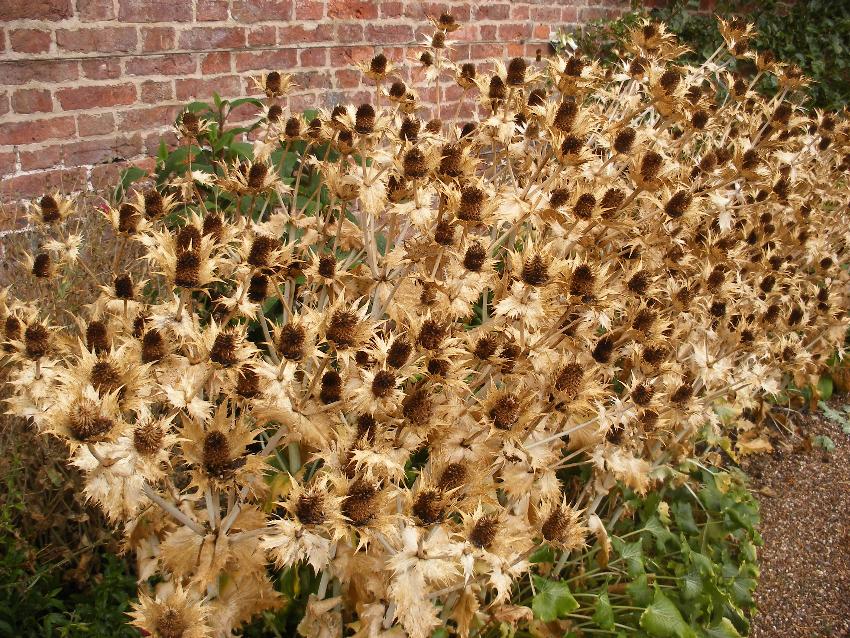  Miss Willmott's Ghost, Erddig 