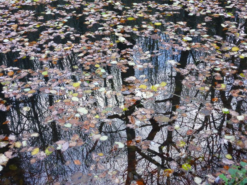  Llanfoist - leaves on the canal 