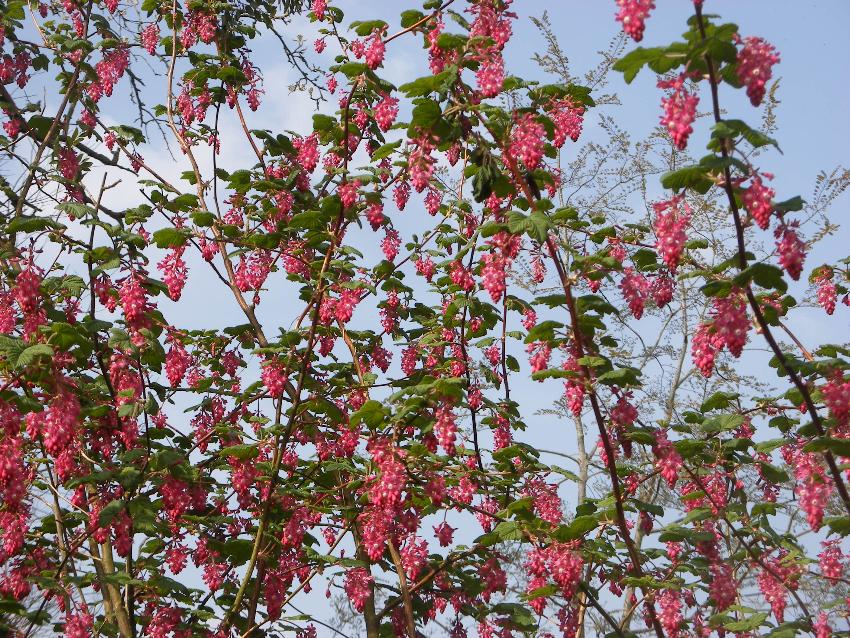  Ribes Pulborough Scarlet 