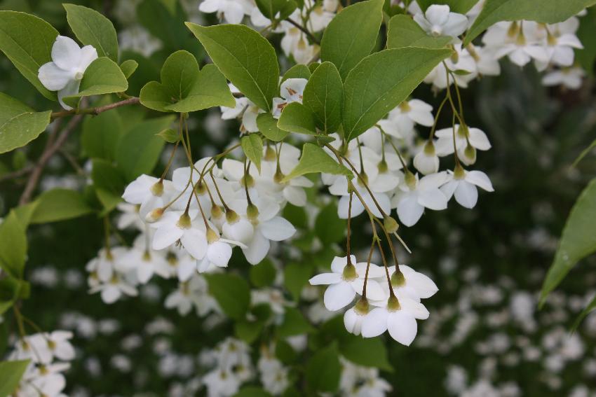  Styrax japonica 
