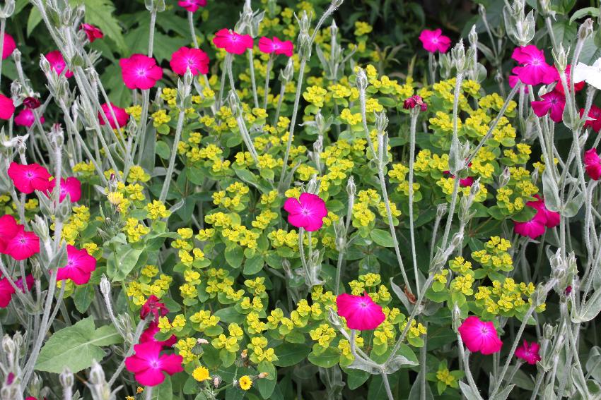  Lychnis coronaria through Euphorbia 