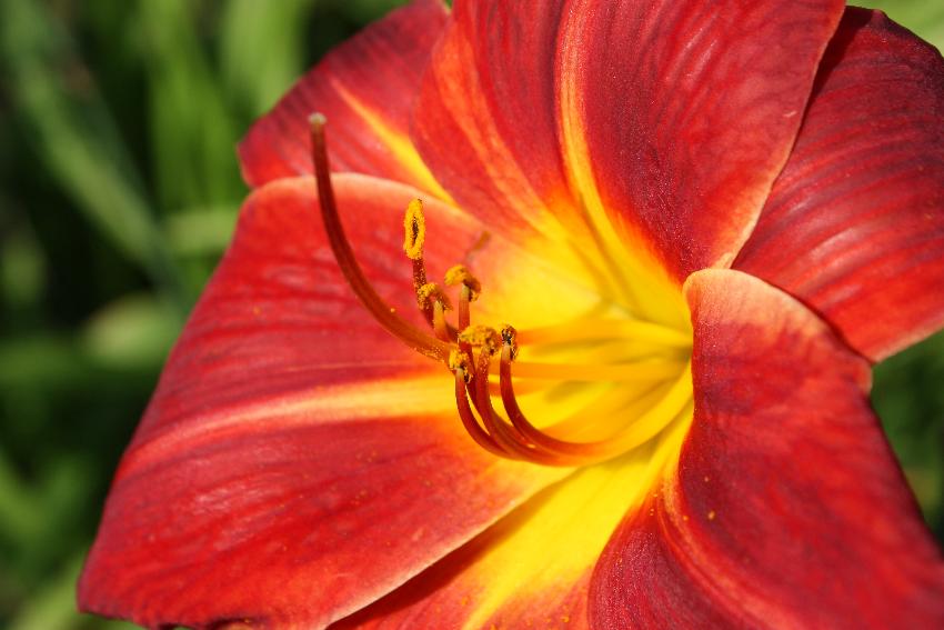  Hemerocallis Scarlet Oak 