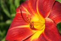  Hemerocallis Scarlet Oak 