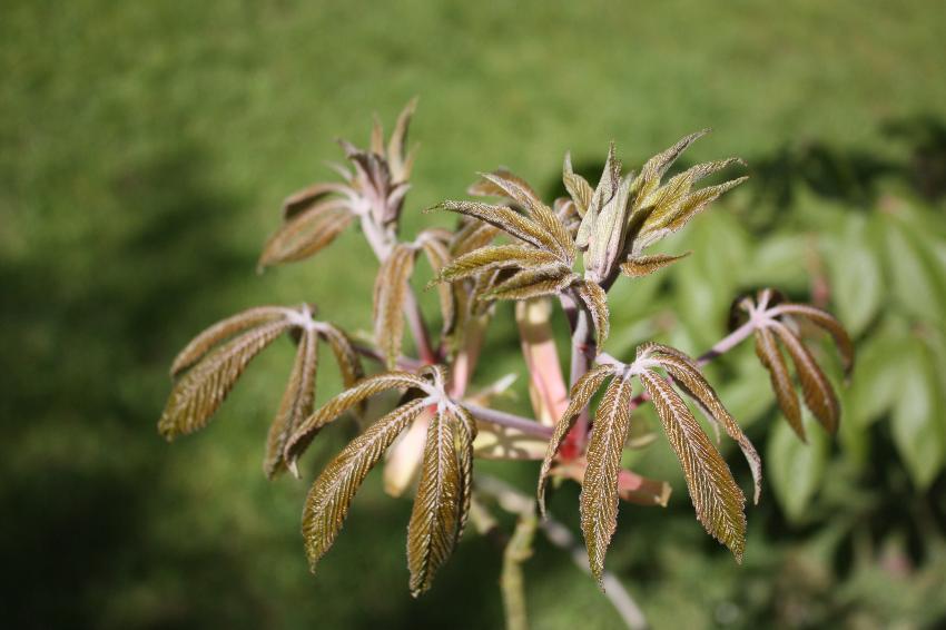  Aesculus pavia, Aulden Farm 