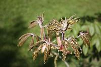  Aesculus pavia, Aulden Farm 