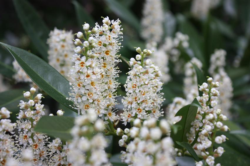  Prunus Otto Luyken, Aulden Farm 