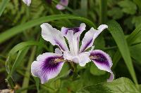  Iris Blue Bossa, Aulden Farm 