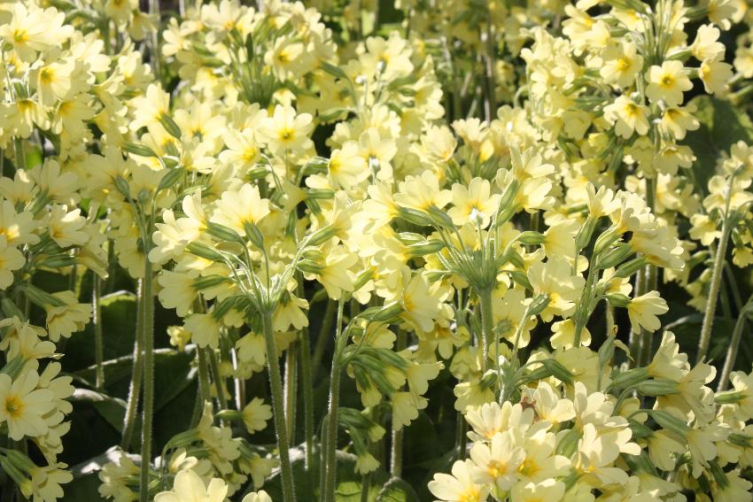  Oxslips, Aulden Farm 