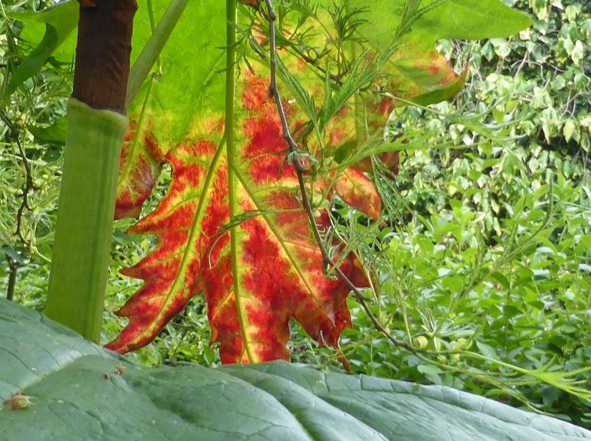  Rheum palmatum, Aulden Farm 