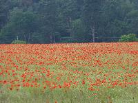  A field in Shropshire 