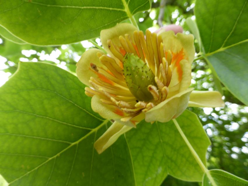  Liriodendron tulipifera , Moor Wood 