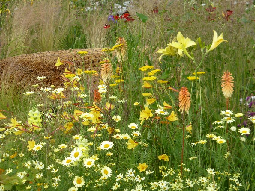  Hampton Court Flower Show 