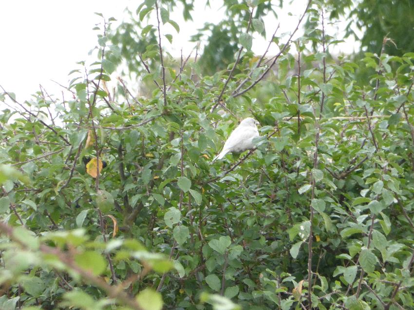  Stoke Bruerne  - a horrible photo, but how many times do you see a white House Sparrow 