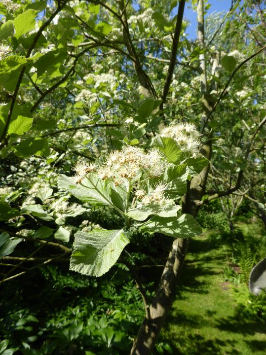  White Beam, Aulden Farm 