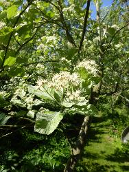  White Beam, Aulden Farm 