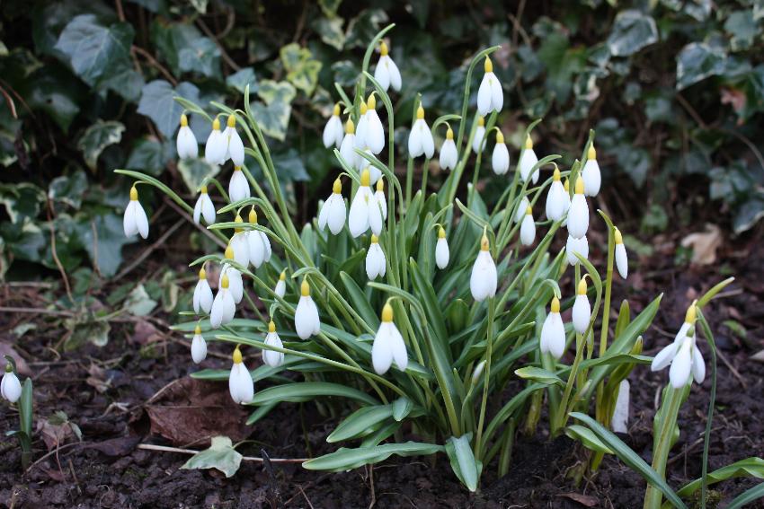  Galanthus at Ivy Croft, near Leominster 
