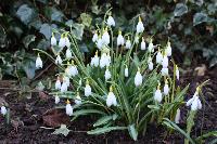  Galanthus at Ivy Croft, near Leominster 