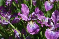  Siberian Iris at Rhodds Farm, Herefordshire 