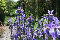  Siberian Iris at Rhodds Farm, Herefordshire 