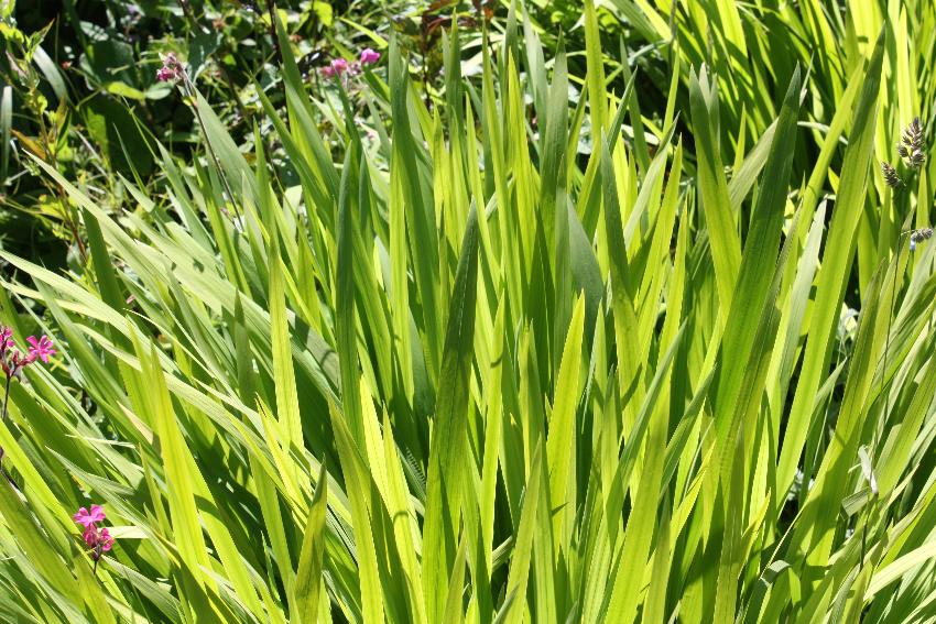  Colby Woodland Garden 