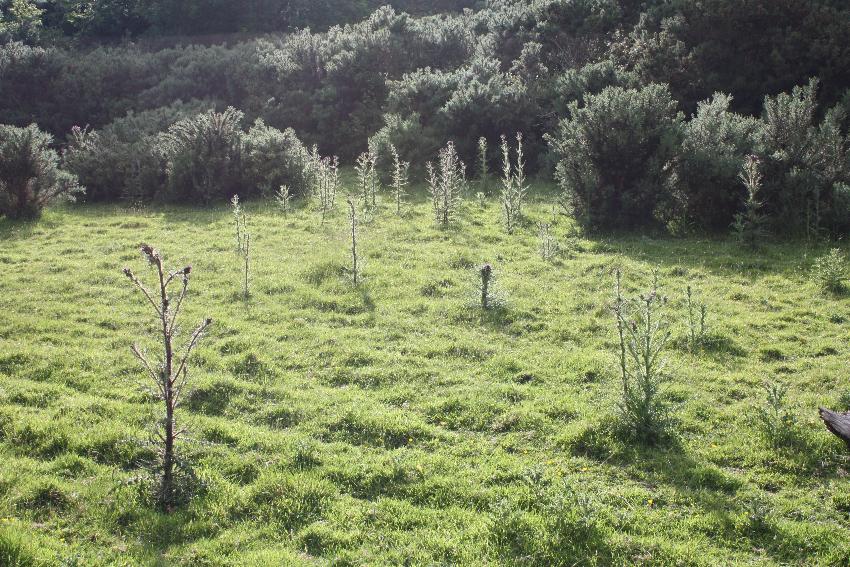  Pasture near Delacorse, Laugharne 