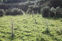  Pasture near Delacorse, Laugharne 