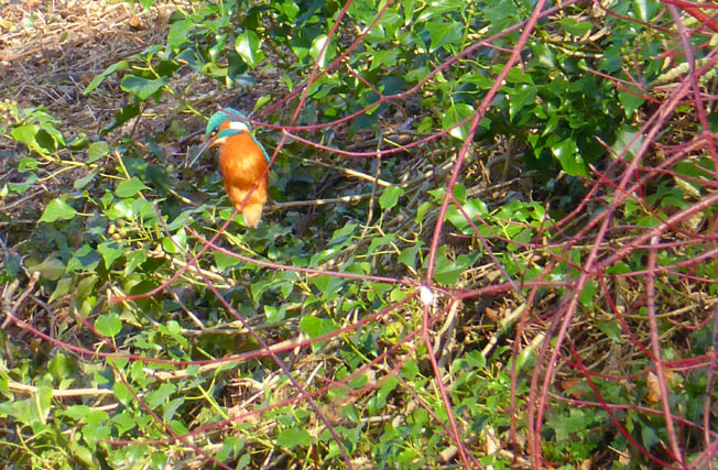  Kingfisher, Kinver 
