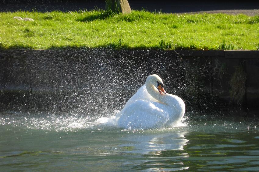 Swan washing, Gloucester Ship Canal 