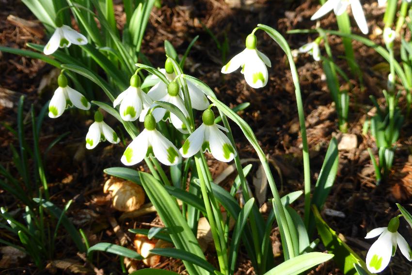  Snowdrops, Ivy Croft 