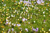  Crocus, Colesbourne 