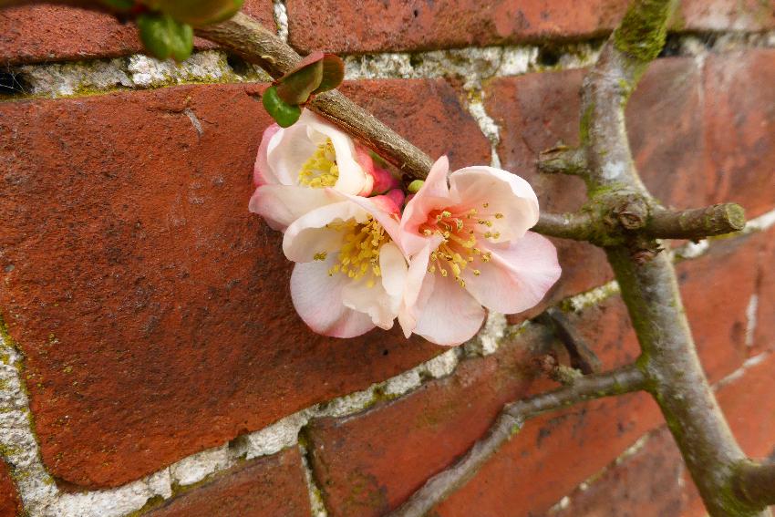  Chaenomeles at Chalke Abbey NT 