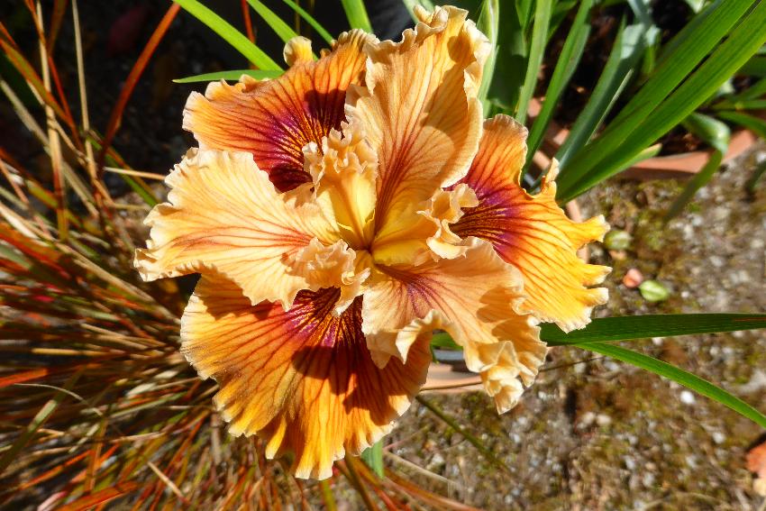  PCI seedling, Aulden Farm 