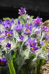  Pulsatilla vulgaris, Coton Manor 