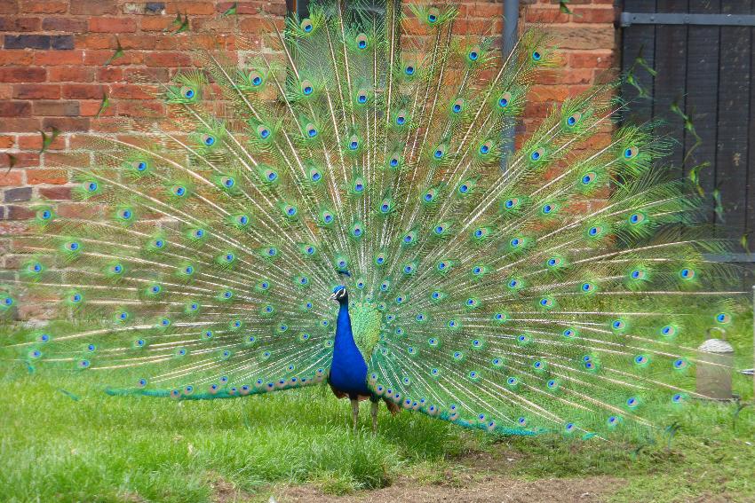  Moseley Old Hall NT 