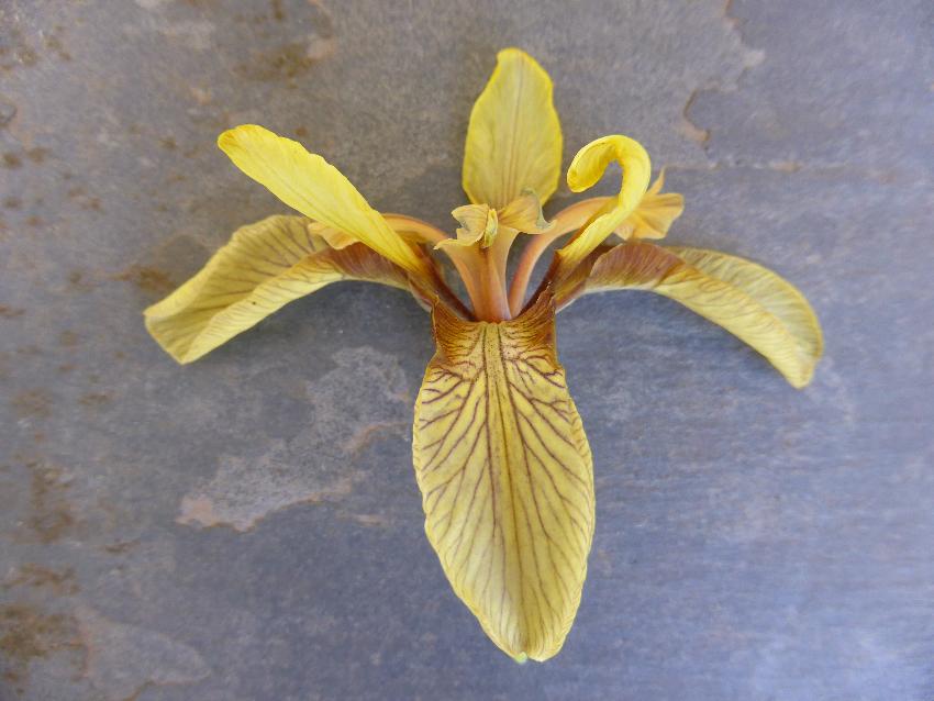  Iris foetidissima - yellow form, Aulden  