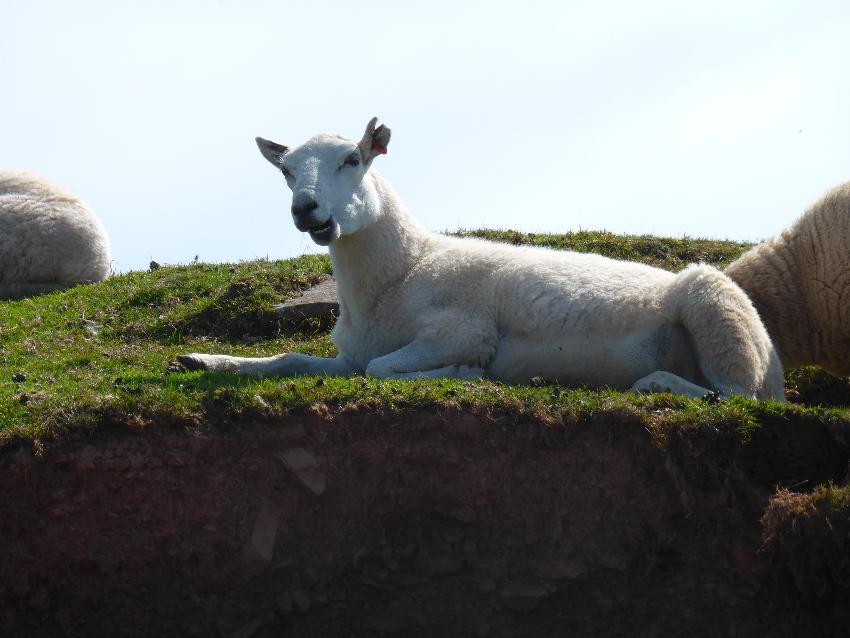  Sheep near Talybont 