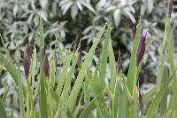  Iris setosa in bud 