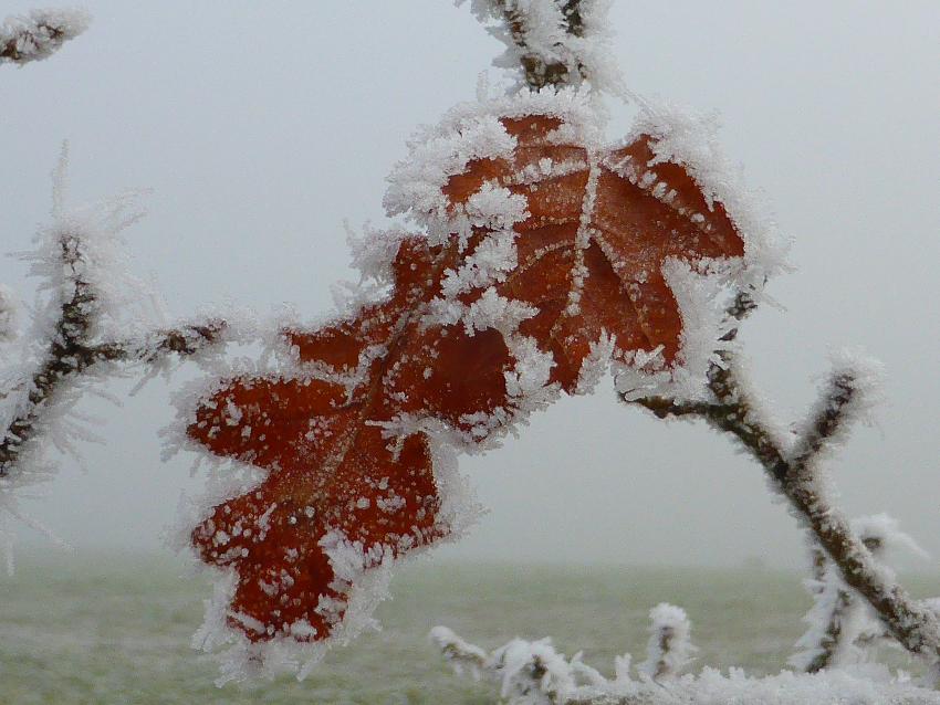  Oak leaves in snow with pheasant footprints 