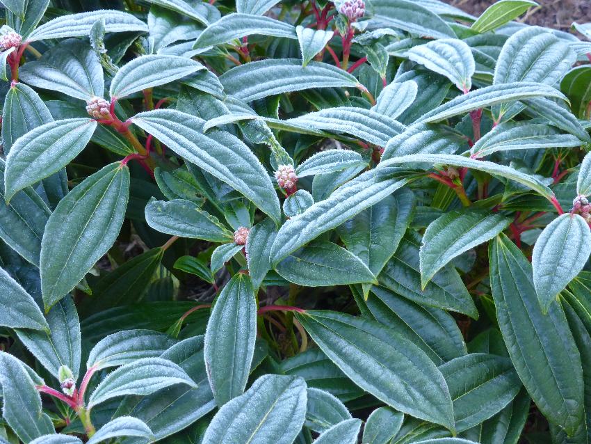  Viburnum davidii - February 2016 